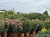Ne ratez pas les SOLDES chez Nicolas Bailly Horticulteur !