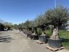 Ne ratez pas les SOLDES chez Nicolas Bailly Horticulteur !