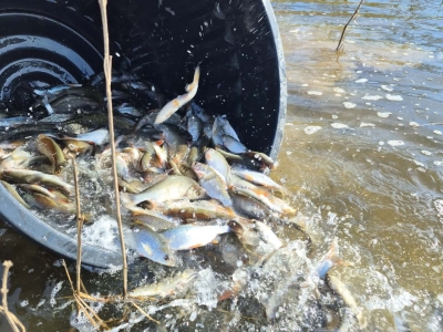 Les pêcheurs retrouvent le lac de Plessis après un an de fermeture