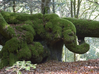 Jour de forêt – Un monde à découvrir  - Samedi 27 juin sur le mont Beuvray