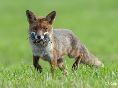 L'Association Ornithologique et Mammalogie de Saône et Loire demande au Préfet de ne pas classer le renard parmi les nuisibles 