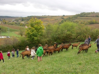 Si vous voulez accompagner 500 chèvres, c’est dimanche
