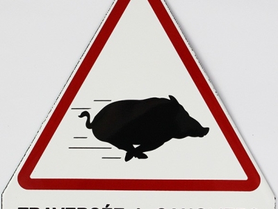 Vigilance renforcée... les accidents contre des sangliers se multiplient ces derniers jours 