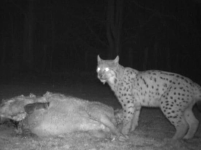 La présence du lynx confirmée en Saône et Loire 