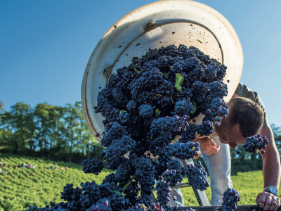 VENDANGES - Le dispositif RSA/vendanges reconduit en Saône et Loire 