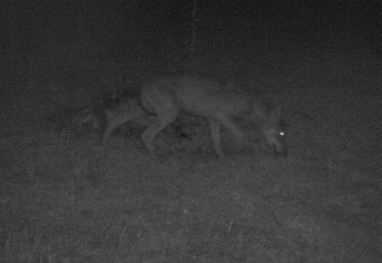 La Préfecture de Saône et Loire confirme un tir de loup vers Morey 