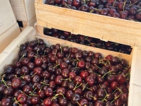 L'association RécréActions organise une dernière vente de cerises.