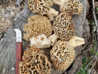 Des morilles au Parc aux Biches
