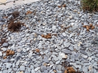 Rue de la Citadelle, une riveraine appelle la municipalité à sévir 