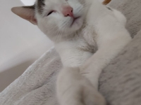 Les bons conseils de la SPA pour votre chat en hiver