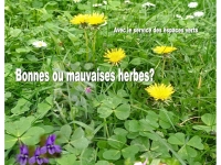 Partez à la découverte des plantes sauvages de votre quartier à Chalon