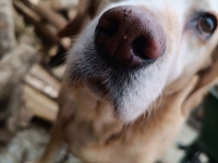 Même si les abandons sont toujours trop nombreux, les Français partent bien avec leur animal