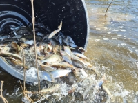 Les pêcheurs retrouvent le lac de Plessis après un an de fermeture