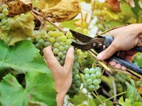 VENDANGES - Une campagne 2025 très prometteuse en Bourgogne 