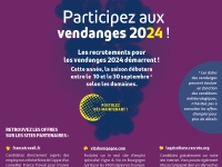 La saison des vendanges en Bourgogne-Franche Comté arrive à grands pas