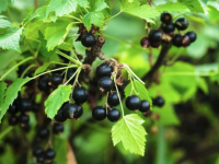 La Route du cassis officiellement lancée en Côte-d’Or : un itinéraire gourmand entre Dijon et Nuits-Saint-Georges