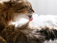 Bonne nouvelle pour les personnes allergiques aux chats !