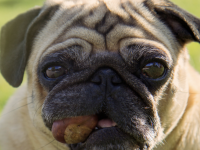 Marrons et glands, quels sont les dangers pour votre chien ? 