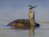 Wildlife photographer, les 25 plus belles photos animalières sélectionnées pour le Prix du Public
