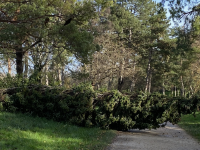 Coup de tonnerre, 113 km/h et arbres couchés... la soirée de samedi à dimanche a été mouvementée en Saône et Loire 