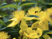 JARDINAGE - La taille des arbustes à fleurs ? Ne faites pas n'importe quoi !  Info-chalon.com vous dit tout... 