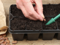 JARDINAGE - Semer vos premiers légumes à chaud, c'est du temps de gagner pour la suite 