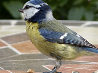 Vous souhaitez attirer les mésanges dans votre jardin ? Un dossier pour tout savoir 