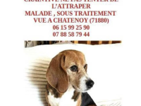 Qui a vu Nala ?