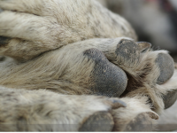 Faut-il déclarer le décès de son animal ?  