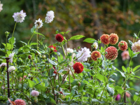 Jusqu'à la mi-mai, il est encore temps de planter vos dahlias