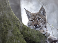 Quatre lynx relâchés dans le massif du Jura : retour à la nature pour trois femelles et un mâle sauvés à l’hiver 2024
