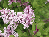 JARDIN - Avec les lilas remontants, vous reprendrez bien une petite floraison d'automne ?