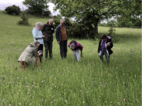 Sortie botanique sur l’ile du château  à Verdun sur le Doubs   organisée par la Société des Sciences Naturelles et  Mycologique de Chalon sur Saône