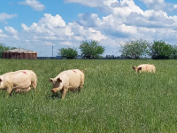Soutien exceptionnel aux exploitations agricoles touchées par des catastrophes naturelles : la Région mobilise plus de 27 millions d'euros de fonds européens