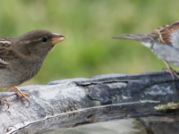 En été, les animaux sauvages ont aussi besoin d'aide 