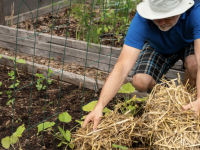Les Français redonnent du sens à leur jardin