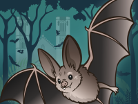 Mardi 29 juillet, découvrez la vie secrète des chauve-souris !