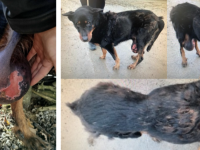 Maltraitance animale : une chienne gravement négligée sauvée in extremis, la justice demande sa restitution au propriétaire - L'association Stéphane Lamart s'insurge 