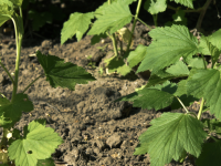 JARDIN - Malgré l'été, c'est le moment de penser au marcottage de vos arbustes 