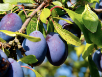 En fin d'été, il est temps de récolter et de conserver les prunes