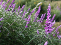 Pensez à rabattre vos sauges arbustives si vous souhaitez des fleurs à l'automne 