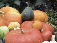 Contrairement aux apparences, il y a beaucoup à faire au jardin en octobre 