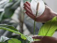 Les plantes peuvent-elles dépolluer nos intérieurs ?