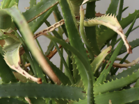 Les feuilles de mon Aloe Vera sont toutes molles : est-ce grave ? Que faire ?