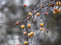 Votre jardin n'est pas à négliger en novembre ! 