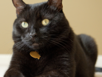 Savez-vous d'où vient la peur des chats noirs ? Info-chalon.com vous dit tout 