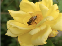 ROSIERS - Ne commettez pas l'irréparable en automne ! 
