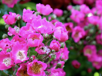 9 soins des rosiers en automne pour de superbes floraisons au printemps !