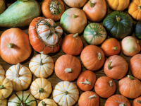 Patidou, sucrine du Berry, bleue de Hongrie... ces courges qu'on connaît mal