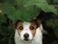 Perdre son chien ou son chat est la hantise de nombreux maîtres. Néanmoins, si cela vous arrive, pas de panique ! 